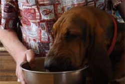 lechebnyj-korm5_250x250[1]